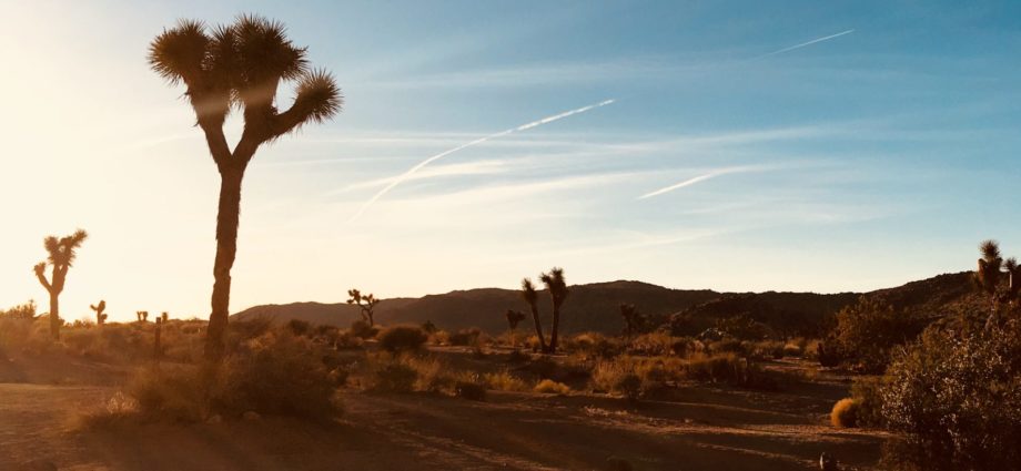 A Joshua Tree at sunset