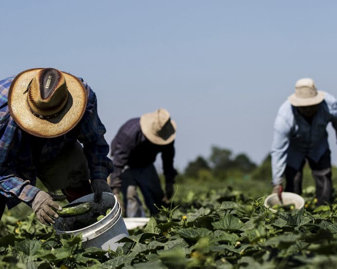 Migrant workers in a field in Thamesville, ON.
