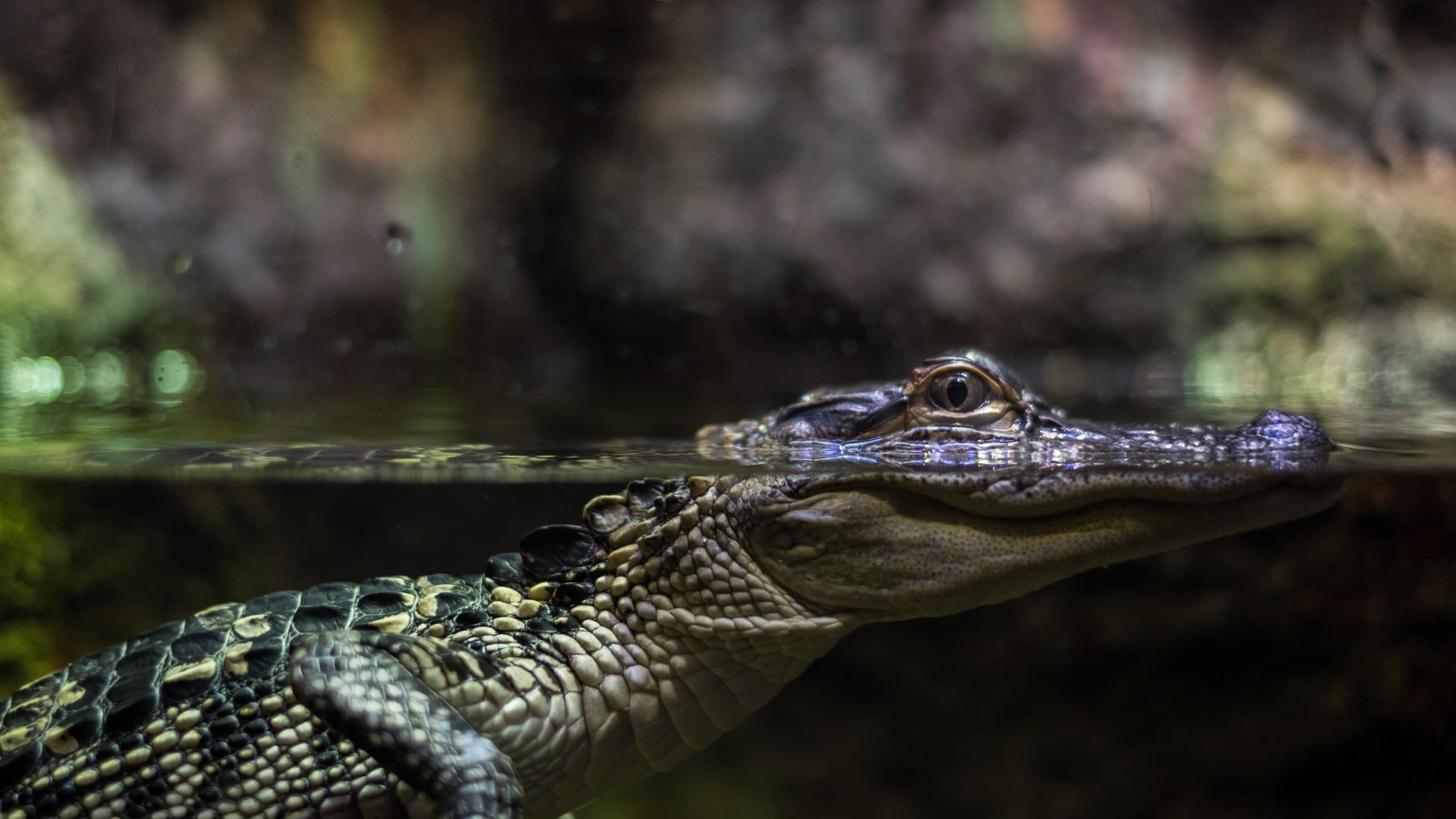 Reptile zoo to slither its way to London, Ont. Mall despite zoo ban