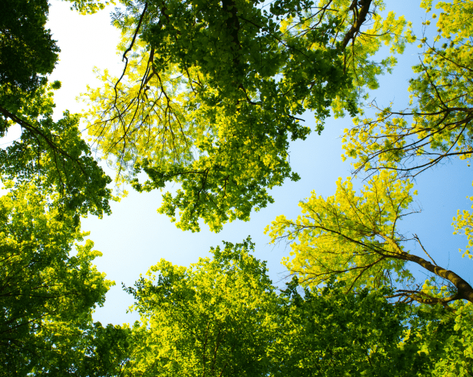tree leaves and a blue sky